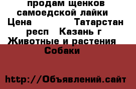 продам щенков самоедской лайки › Цена ­ 25 000 - Татарстан респ., Казань г. Животные и растения » Собаки   